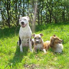 Amerikansk staffordshire terrier Molly *Princess*