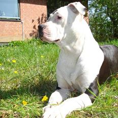 Amerikansk staffordshire terrier Molly *Princess*