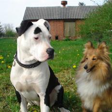 Amerikansk staffordshire terrier Molly *Princess*