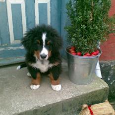 Berner sennenhund Milo Tyson Westh