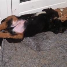 Berner sennenhund Milo Tyson Westh