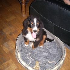 Berner sennenhund Milo Tyson Westh