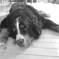 Berner sennenhund Robin R.I.P