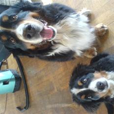 Berner sennenhund Robin R.I.P