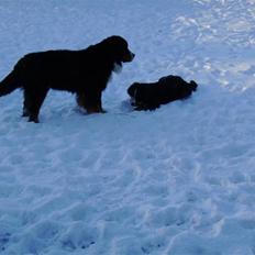 Berner sennenhund Robin R.I.P