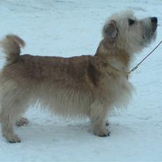 Irish Glen of Imaal Terrier Mac Nally's Ailbhe (Alva)