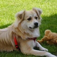 Blanding af racer Cody