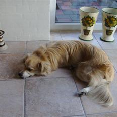 Blanding af racer Cody