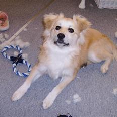 Blanding af racer Cody