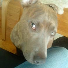 Amerikansk staffordshire terrier Shawty