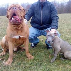 Amerikansk staffordshire terrier Shawty