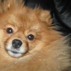 Pomeranian pihlsmindes bølle