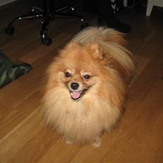 Pomeranian pihlsmindes bølle