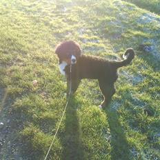 Berner sennenhund Carlo Falk