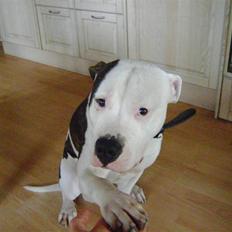 Amerikansk bulldog milo