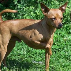 Dvaergpinscher lucky 