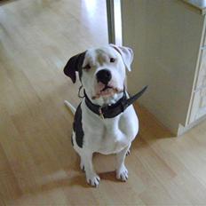 Amerikansk bulldog milo