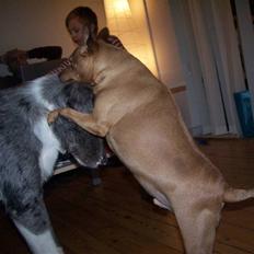 Dvaergpinscher lucky 