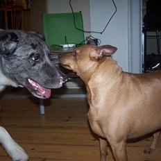 Dvaergpinscher lucky 