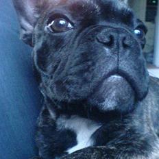 Fransk bulldog Ludwig *død* RIP