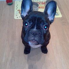 Fransk bulldog Freja