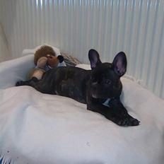 Fransk bulldog Freja