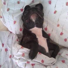 Fransk bulldog Freja