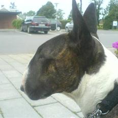 Bullterrier Dutte Mors Prinsesse 