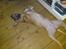 Amerikansk staffordshire terrier Zindy