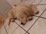 Golden retriever Joey - Joey tager li en slapper :)