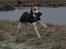 Whippet Hauxwells Thoth