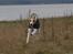 Whippet Hauxwells Thoth
