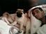 Mops Mops