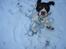 Field Trial spaniel Trille Lund