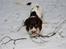 Field Trial spaniel Trille Lund
