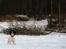 Field Trial spaniel Trille Lund
