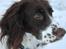 Field Trial spaniel Trille Lund