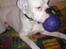 Boxer Hilmer