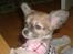 Chihuahua Daisey - Her er Daisey 11 uger gammel-