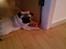Mops Mops
