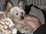 Chinese crested hårløs Cronhammar's Imperial China