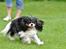 Cavalier king charles spaniel - Bobby