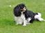 Cavalier king charles spaniel - Bobby