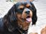 Cavalier king charles spaniel - Vildas Max - Max i haven (d. 21/5-09)