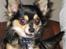 Chihuahua Sigurd - Sådan kan Sigurd se ud når han bliver opdaget i at stjæle fra bordet. Ganske uskyldig!!