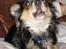 Chihuahua Sigurd - Sigurd synger en sang for mor og koret er med på den (koret består af mine 4 andre chihuahuaer