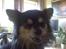 Chihuahua Sigurd - Den kage var godt nok lækker, er der mere tilbage?