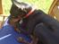 Dvaergpinscher Wiggo