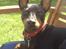 Dvaergpinscher Wiggo