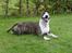 Bullterrier Lexi